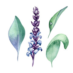 Sage herbal plant watercolor illustration isolated on white background. Salvia officinalis, purple leaves, useful herb hand drawn. Design for label, package, postcard