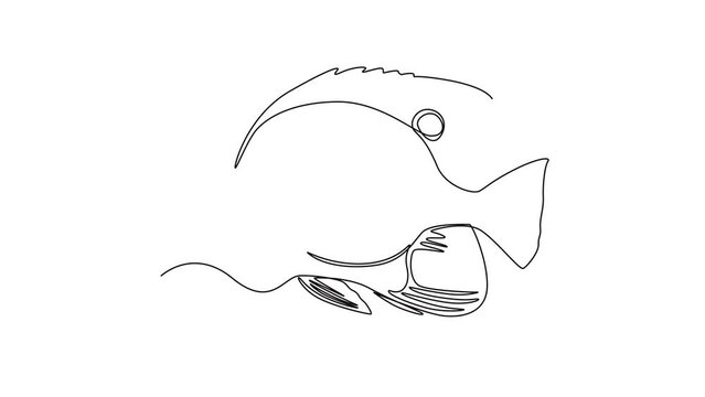 Self drawing animation of one single line draw Fish and wild marine animals concept. Full length animation illustration. High quality 4k footage.