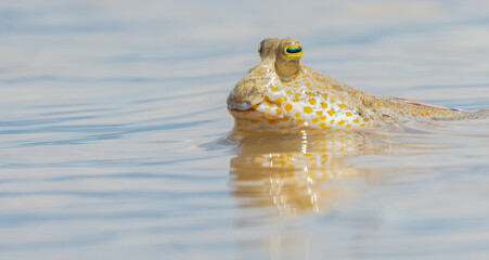 Mudskipper in the waters of Bako National Park Borneo