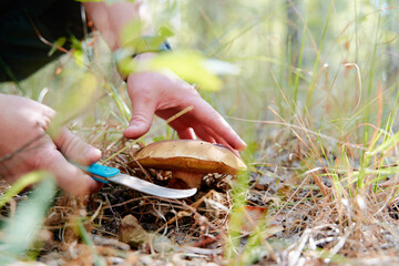 Bolete forest mushroom in the grass