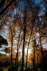 Fototapeta premium Autumn in La Fageda D En Jorda Forest, La Garrotxa, Spain