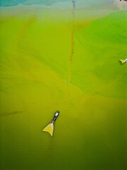 Aerial view of Ben Nom fishing village, a brilliant, fresh, green image of the green algae season...
