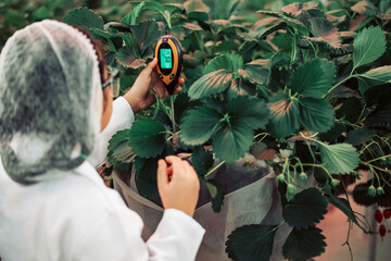 Junior scientist learn to use soil survey instrument. Measuring soil temperature and moisture, lighting intensity, acid- base balance which are all important for crops growth in strawberry farming.