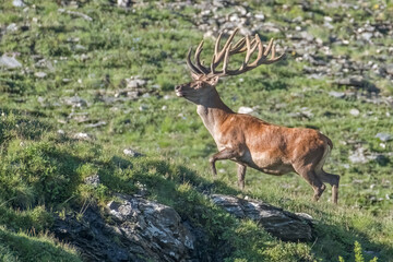 Naklejka na ściany i meble Male imposing red deeror stag (Cervus elpahus) with huge velvet antlers running in an alpine meadow on a sunny morning, Italian Alps Mountains, Piedmont. Wild.