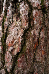 old pine bark close up - texture