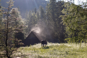 A brown horse is standing in long green grass in the morning dew with a brown house in the backgroun - Powered by Adobe
