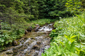 A flowing river between grass on rocks in a nature trail