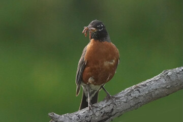 Robin gathering food for chicks, beakful of worms and insects 