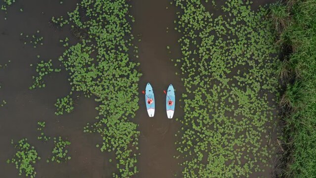 Couple of young paddle boarders riding on the lake with water lillies, aerial top down view. Wide shot for background