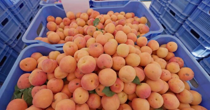 A close-up of apricots lying in a box on a market display. Only fresh fruit from the gardens. High quality 4k footage