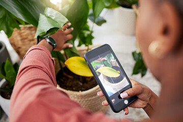 Woman, home and phone photography for leaves, gardening and health with care, check and analysis...