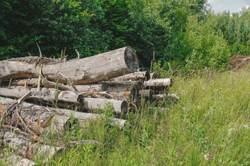 Deforestation. Environmental  eco global problem. Deforestation, Forest Degradation, Deforestation.