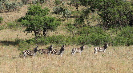 zebra in the savanna