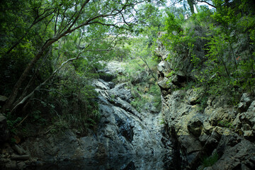 waterfall in the forest