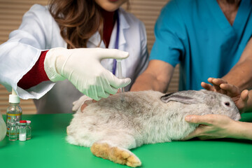 veterinarian doctor injects medicine into ill rabbits, concept of using animal for testing...