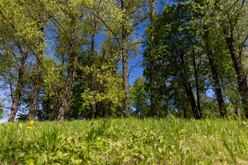 deciduous trees and green grass in the spring season in sunny weather
