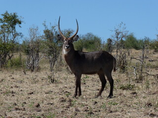 antelope in the wild