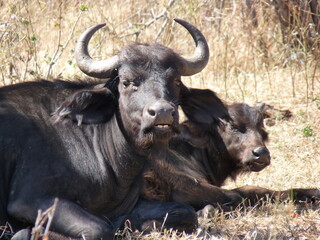 buffalo