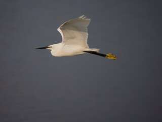 Little egret, Egretta garzetta