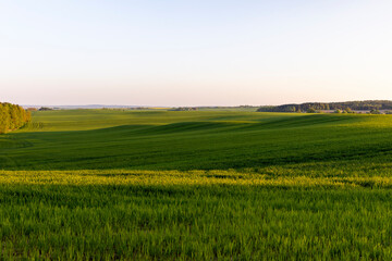 young green wheat in the field in the spring season