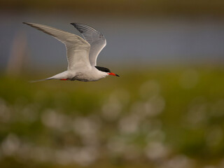 Common tern, Sterna hirundo,