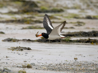 Oystercatcher, Haematopus ostralegus