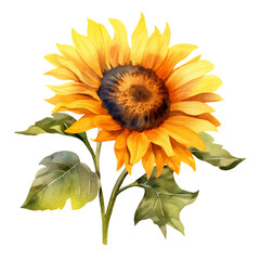 Sunflower Flower Watercolor Clip Art, Watercolor Illustration, Flower Sublimation Design, Flower Clip Art.