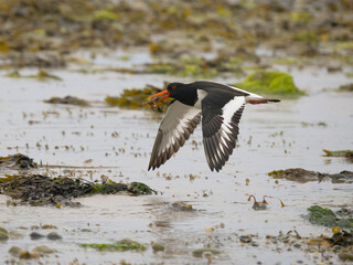 Oystercatcher, Haematopus ostralegus
