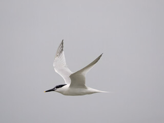 Sandwich tern, Sterna sandvicensis