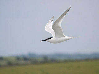 Sandwich tern, Sterna sandvicensis