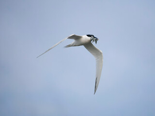 Sandwich tern, Sterna sandvicensis