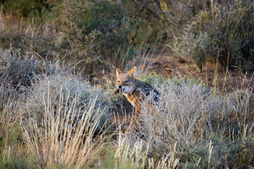 red backed jackal