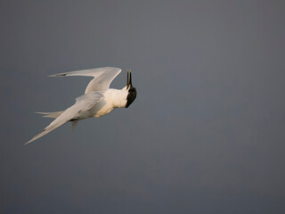 Sandwich tern, Sterna sandvicensis