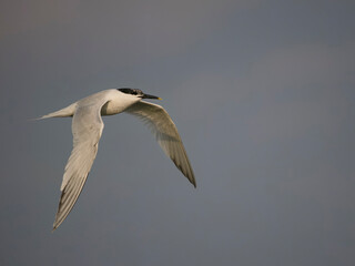 Sandwich tern, Sterna sandvicensis