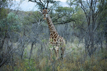 giraffe in the savannah