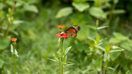 monarch butterfly on a flower