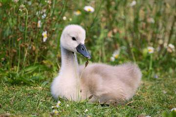 cygnet or swanling lies on the green grass