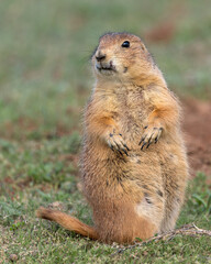 A black-tailed prairie dog stands alert in Devils Tower National Monument, Wyoming