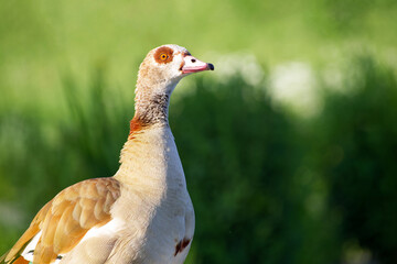 close-up of a Egyptian goose