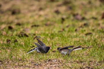 Dark Eyed Juncos facing off on the ground