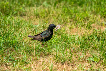 Starling gathering nest material in Summer