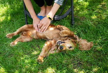 Little girl playing with dog, like a ghost. Child cover cocker spaniel with blanket at bed....