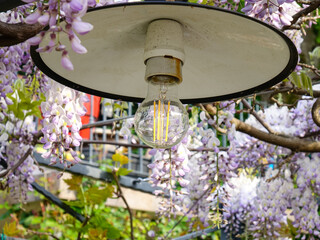 Fototapeta na wymiar Wisteria flowers and garden lantern in the garden in a sunny day, background
