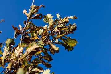 Oak tree in autumn leaf fall in sunny weather