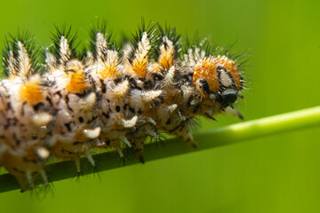 hairy caterpillar