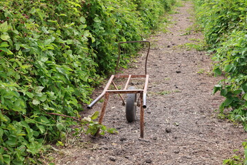 garden wheelbarrow