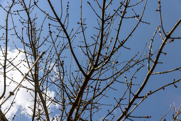 ash in sunny weather in early spring, a young ash tree