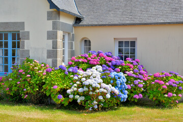 Fototapeta na wymiar Magnifiques hydrangeas en fleurs en Bretagne - France