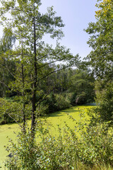 Swampy terrain with plants in summer