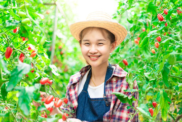 Young farmer harvest red tomatoes at the farm